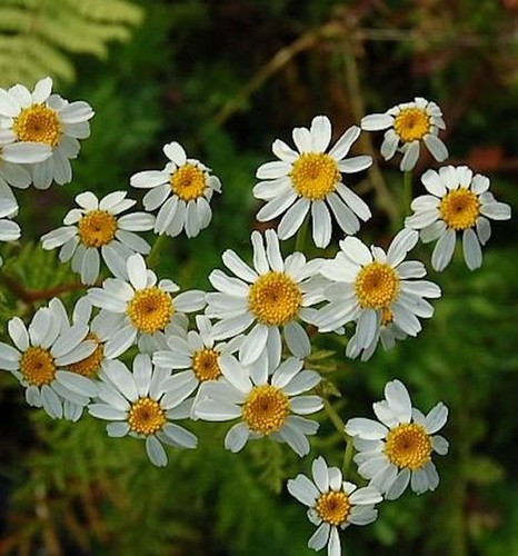 Strauß margerite tanacetum - strauß,