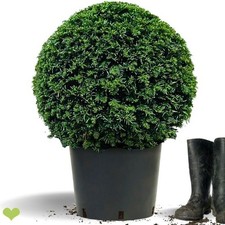2 Stück Eibenkugel 55-60cm o