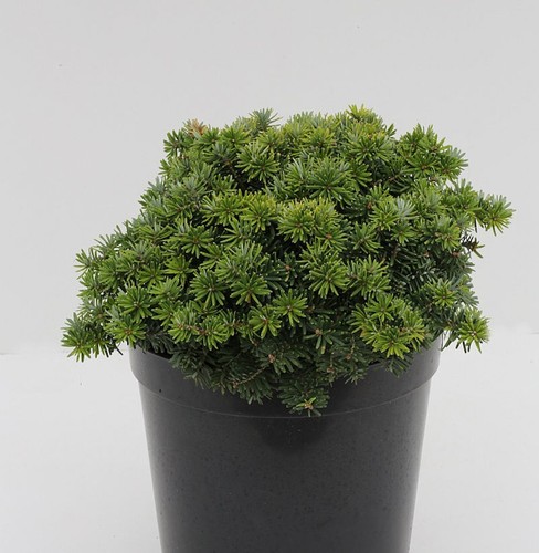 Zwerg balsam tanne kiwi - tanne,