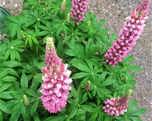 Pink blühende lupine - lupine, aus