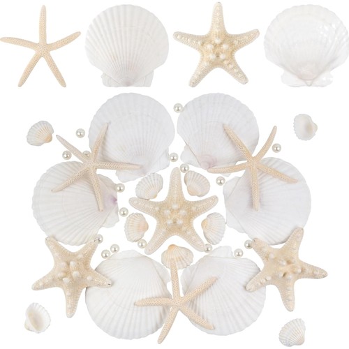 Seesterne muscheln perlen - muscheln,