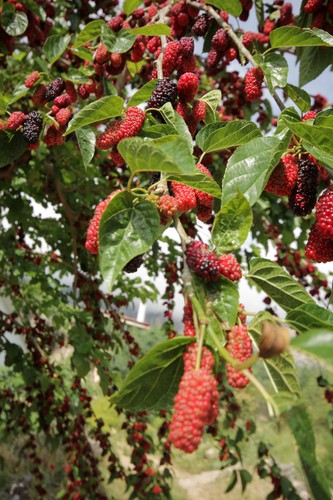 Samen der maulbeerbaum - der,