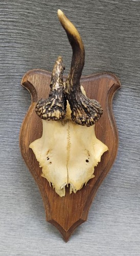 Jagdtrophäe geweih rehbock - geweih,
