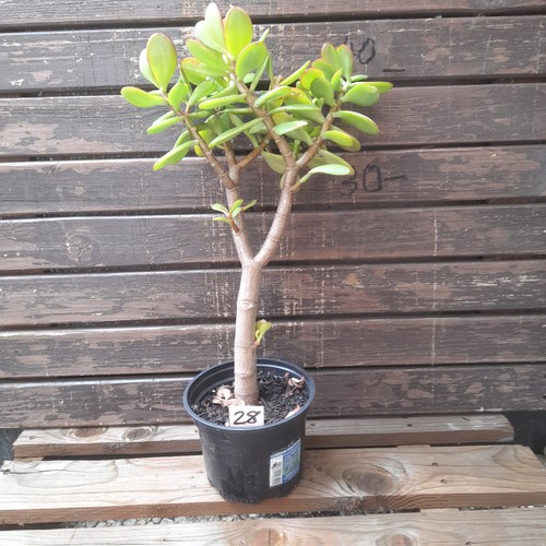 Geldbaum pfenningbaum crassula - geldbaum,
