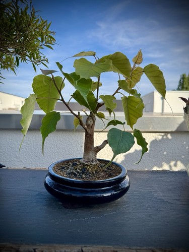 Ficus religiosa bonsai - bonsai, buddha