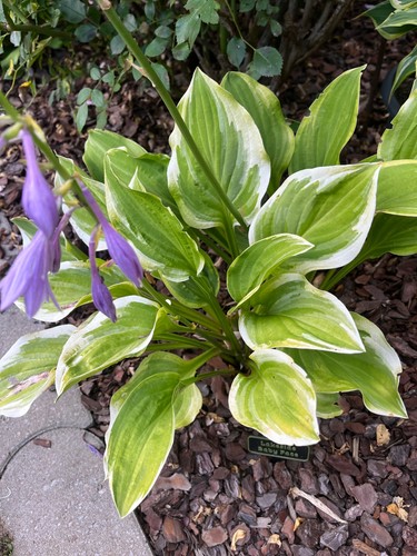 Funkien hosta ableger - funkien,