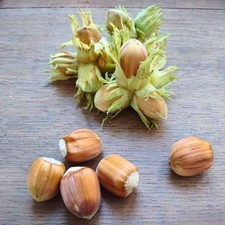 Haselnussbaum Truchsess