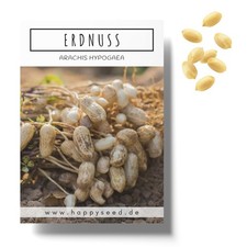 Erdnuss Samen (Arachis