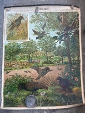 Biologie Plakat Alb.Kull Star Antik Vintage