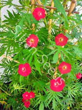 100 samen rote - 100,