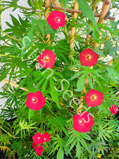 100 Samen Rote Federwinde Zypressen-Prunkwinde Ipomea quamoclit Kardinalswinde