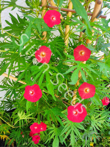 100 samen rote federwinde - rote,