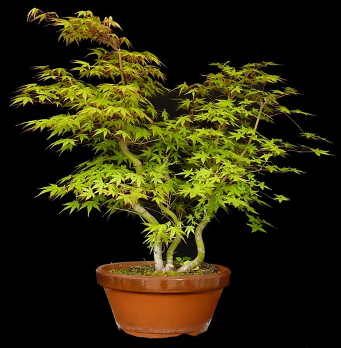 Bonsai acer palmatum - bonsai,