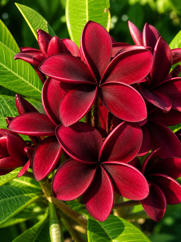 Sale1632 plumeria darknight - plumeria,