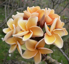 Frangipani Plumeria - Sämling