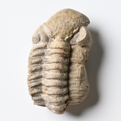 Trilobit nyterops nyter - nyterops,
