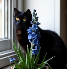 Zwiebeln blaue Riesen-Gladiole