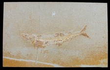 Malm  Tharsis dubius   Fisch