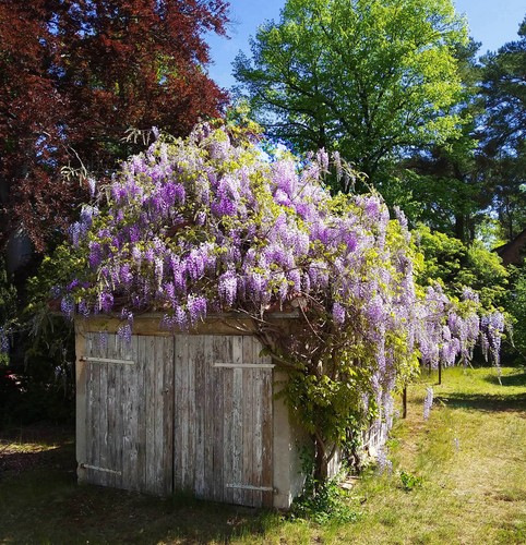 Blauregen samen - blauregen, (glyzinie)