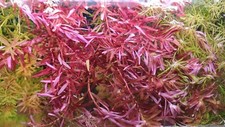 Rotala H'ra Wallichii Singapore Rotundifolia Aquarium Wasserpflanze Nano Cube