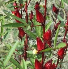 SAMEN TEE-HIBISKUS exotische Pflanzen Veranda dekorative Samen gute Samen
