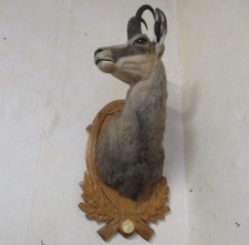 Gamsbock  Kopf Schulter