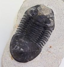 Trilobit, Paralejurus