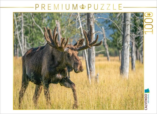 Calvendo puzzle der star unter - puzzle,
