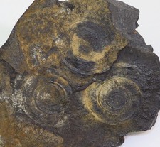 Goniatite, Goniatites