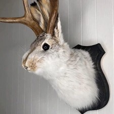 Jackalope-Statue, an der Wand