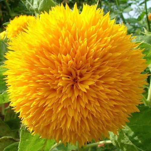 Sonnenblume teddybär teddy - sonnenblume,