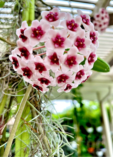 Hoya obovata wax - ,