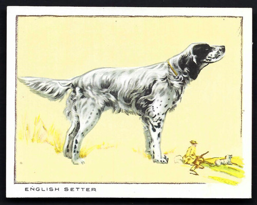 Galaher hunde - galaher, gross)