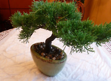 Kunstpflanze Mini Bonsai ca. 25cm im Keramiktopf