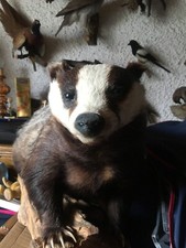 Tierpräparat Dachs, Jagd Trophäe, Deko, Vintage