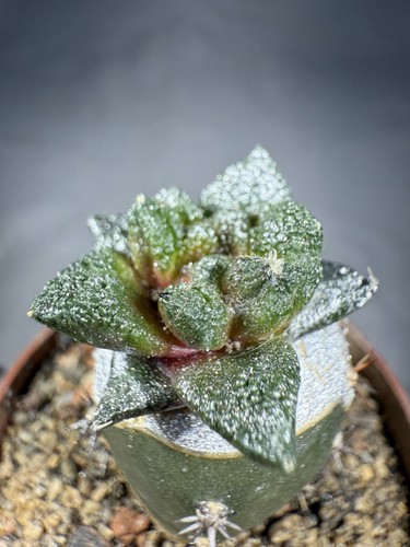 Ariocarpus fiss var - ariocarpus, hintonii