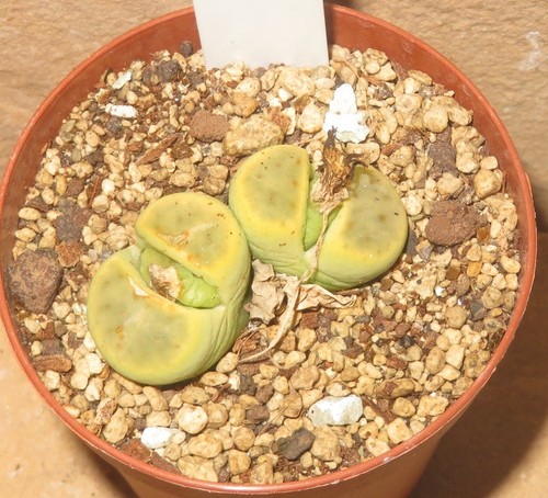 Lithops dinteri dintergreen - lithops,