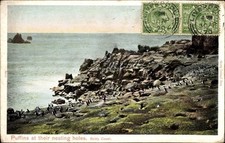 Ak-Papageientaucher an ihren Nisthöhlen, Scilly Coast - 4107322