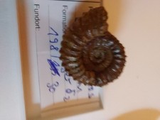 Ammopnit,  Strenoceras subfurcatum, 30 mm dogger d2,   bayern  Edelsfeld