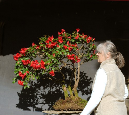 Bonsai outdoor winterhart