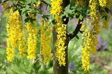 Laburnum watereri 'Vossii'