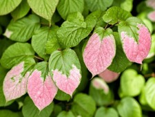 Hardy Kiwi + Arctic Kiwi