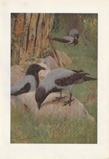 Nebelkrähe (Corvus cornix) seltener Kunstdruck von 1901 Wilhelm Kuhnert