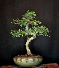 BONSAI CHINESISCHE ULME ULMUS