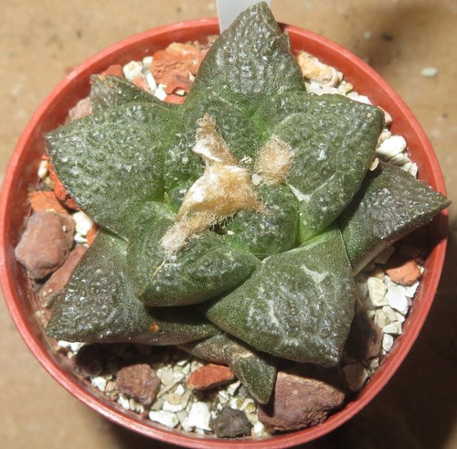 Ariocarpus fisuratus mm134 - ariocarpus,