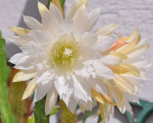 Epiphyllum hybride - epiphyllum,