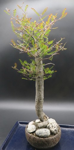 Operculicarya decaryi caudex - decaryi,,