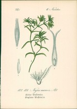 Chromolithographie : Kleine Wassernixe. Naias Minor All. Naiadeae. Biegsame Wass