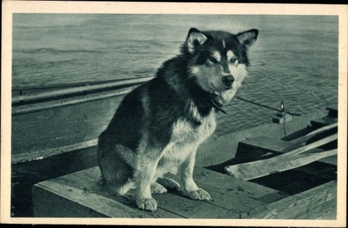 Alaska polarhund - alaska,,