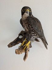 GERLANNER FALKE mit CITES Tierpräparat Taxidermy Präparat ausgestopft
